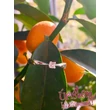 E1FB13 - GYÉMÁNT:  0.13 CT (=3.25mm Ø) Eljegyzési Gyűrű